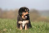DOGUE DU TIBET 441
